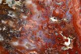 Polished Sicat Plume Agate Slab - Cady Mountains, California #184951-1